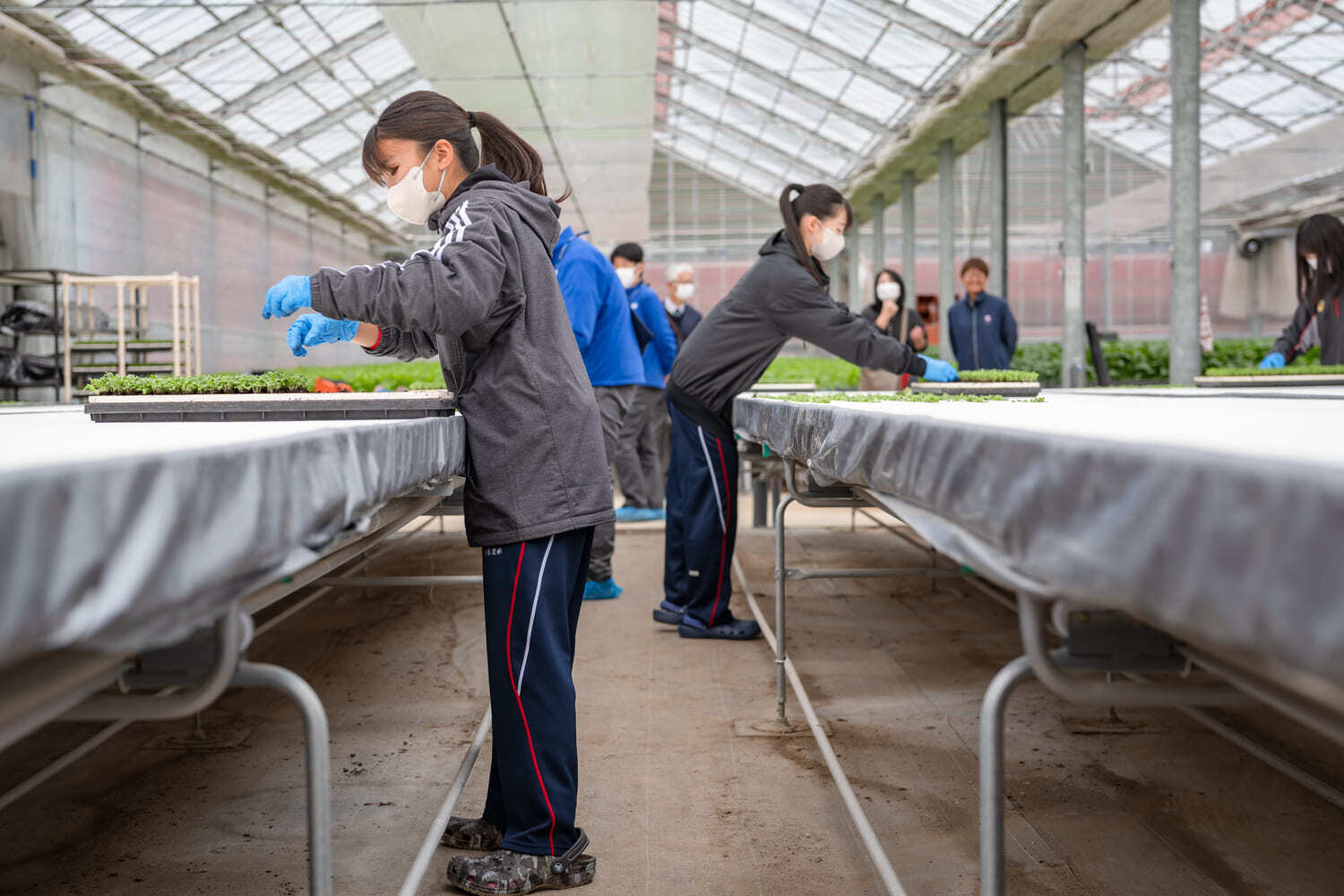 NXアグリグロウ-高校生企業訪問-春菊の定植作業