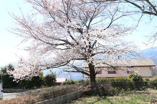 庭に咲く桜