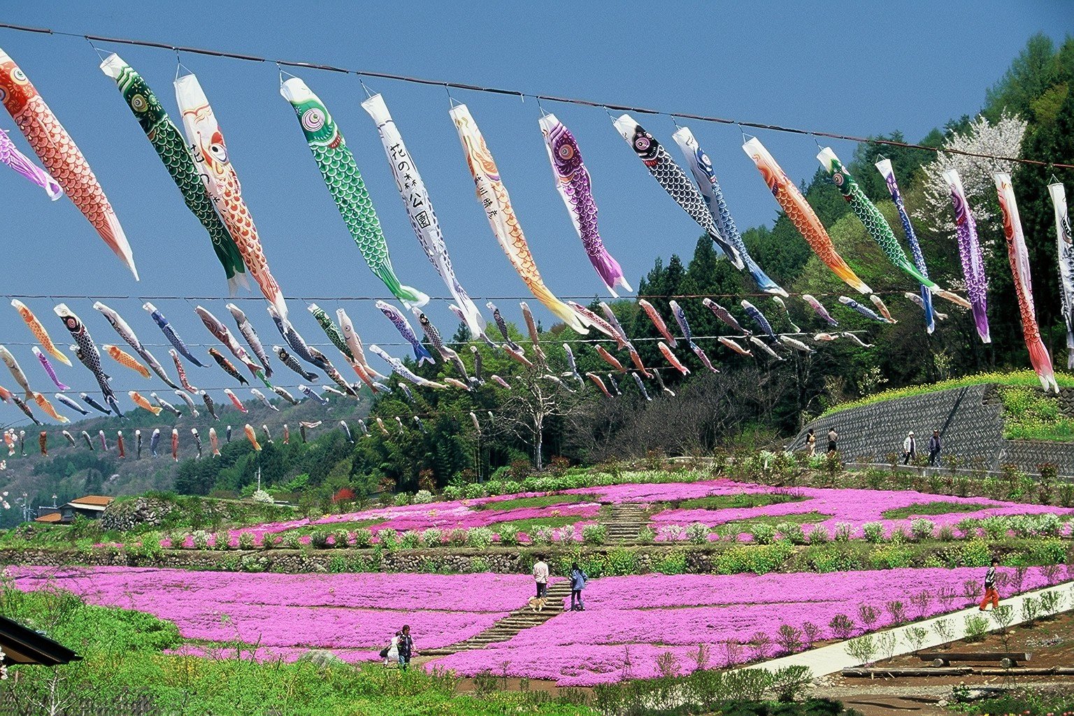 長沢鯉のぼり祭り 山梨県北杜市公式サイト