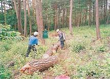 松くい虫防除被害松の伐採