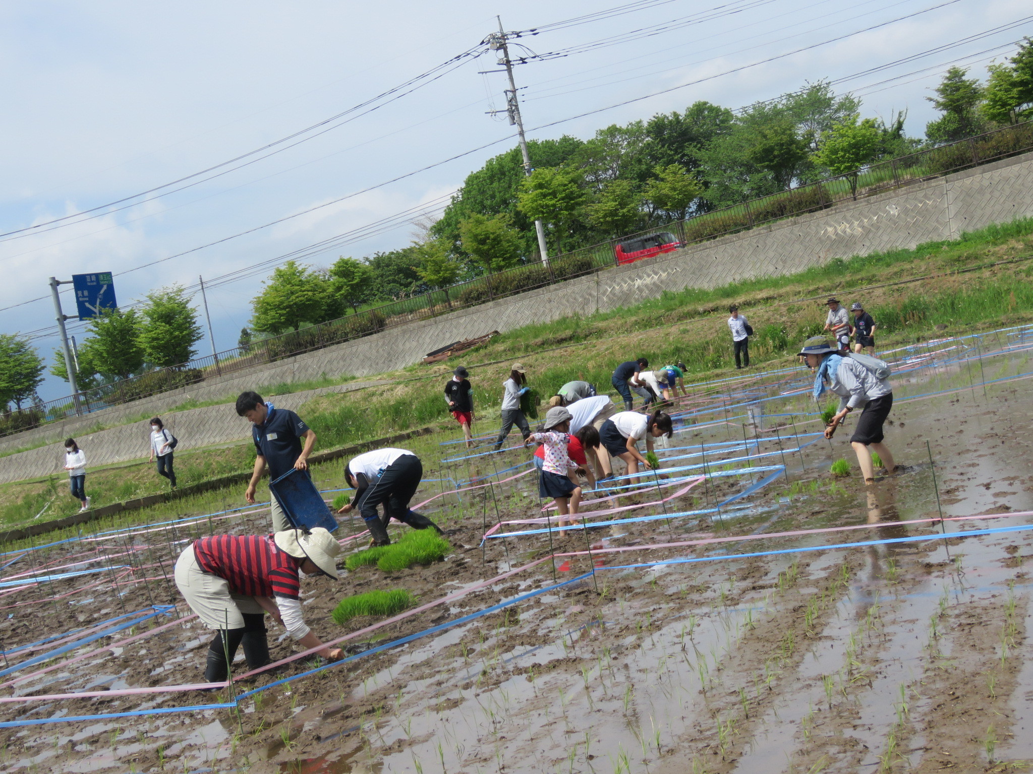 2019田植え3.JPG