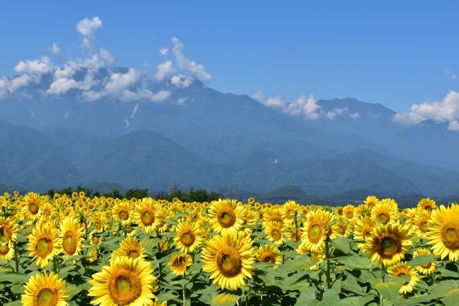 19-04「夏」 足立優.jpg