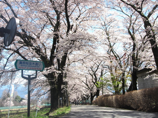 4月18日桜並木