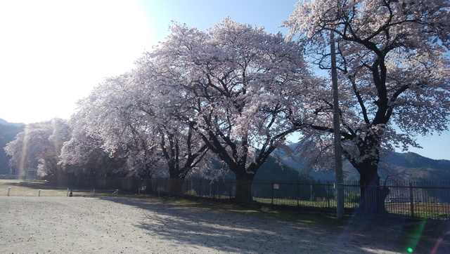4月20日三代校舎桜