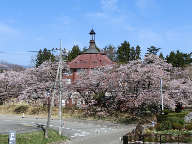 4月20日清春桜