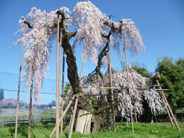 4月20日大糸桜