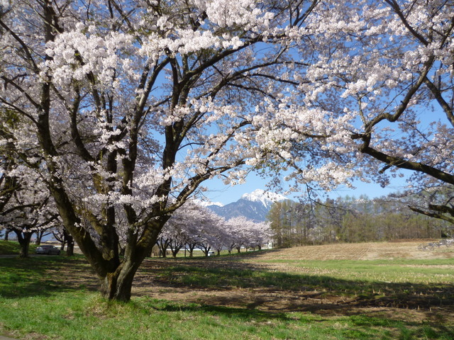 4月20日蕪桜