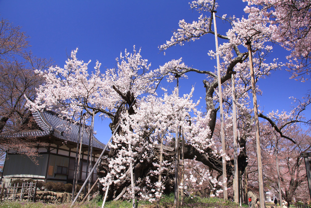 神代桜まつり 2018年 月見里県 星見里市 山梨県 北杜市 公式サイト