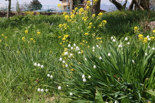 公園の様子