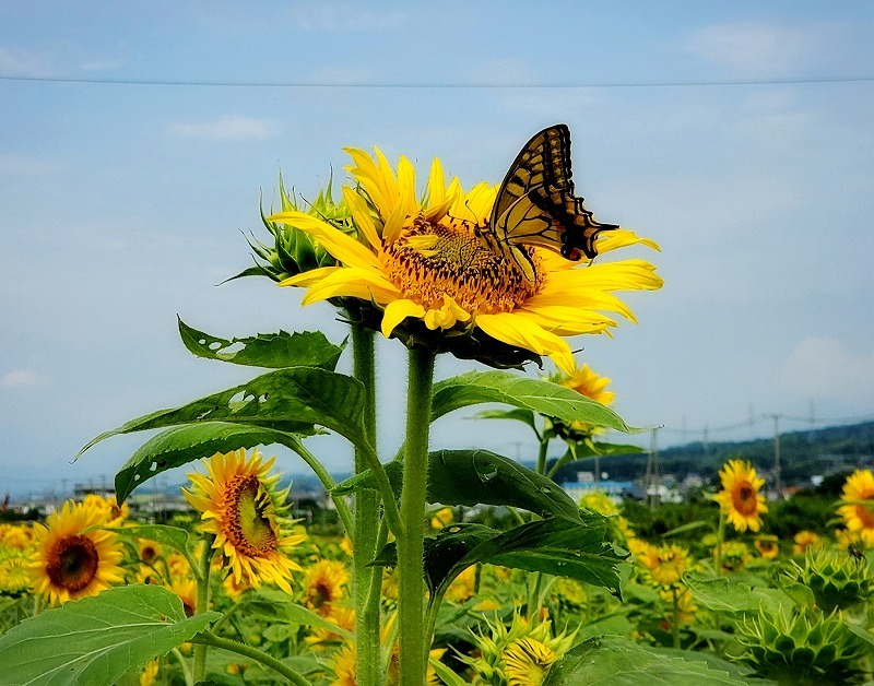 蜜の吸い放題　高橋友美