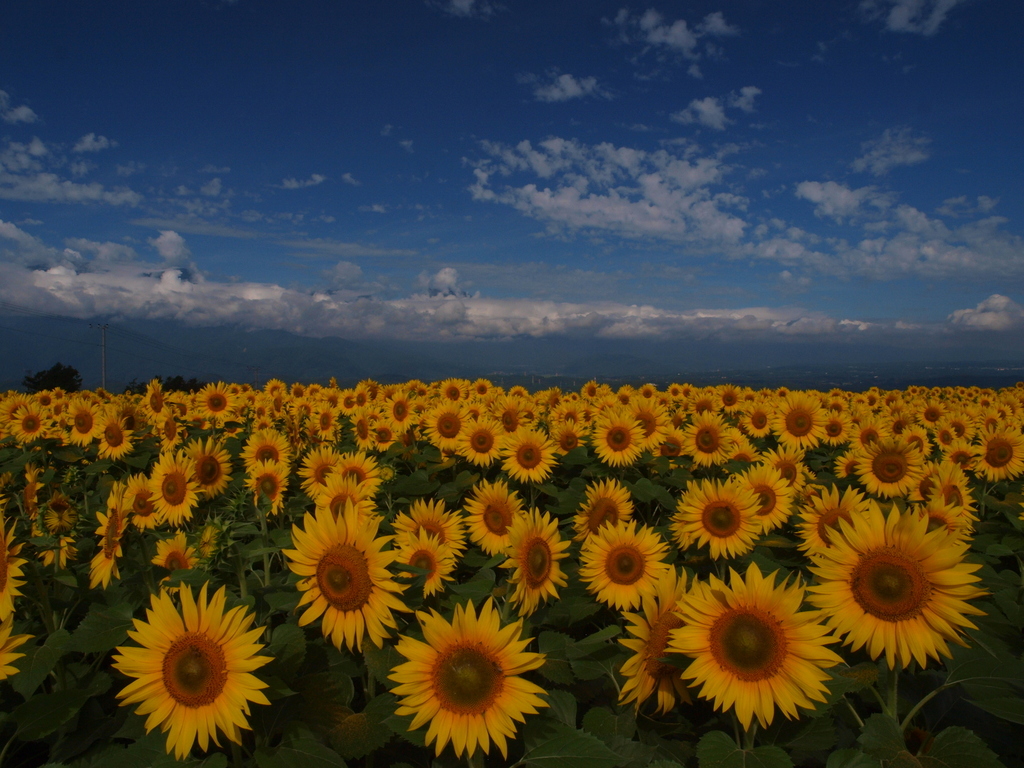 「明野の夏景色」