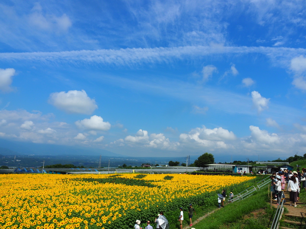 「夏空との競演」