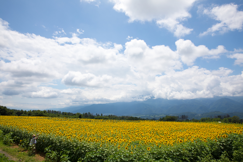 「夏の大空」