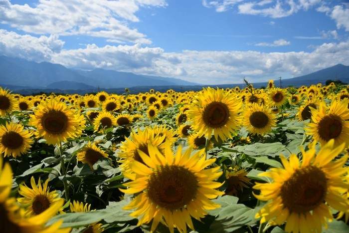 18-13「太陽の花畑」山中良子様