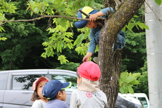 木に登る子どもたちの様子