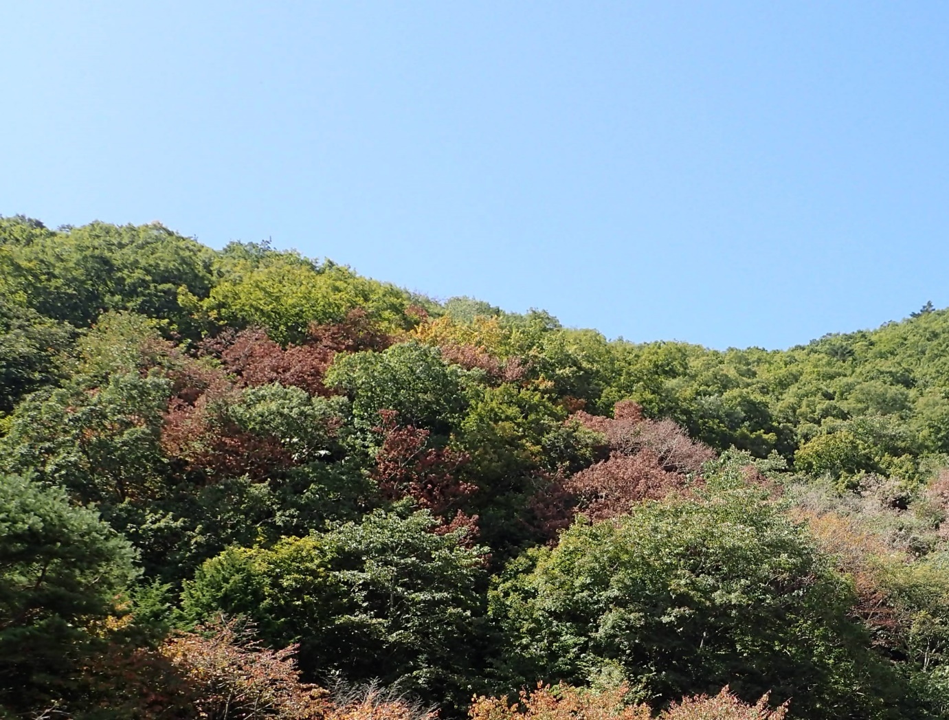 ナラ枯れにご注意ください 山梨県北杜市公式サイト