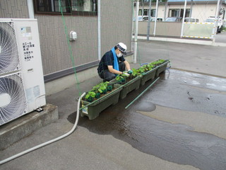 緑のカーテンの育成作業