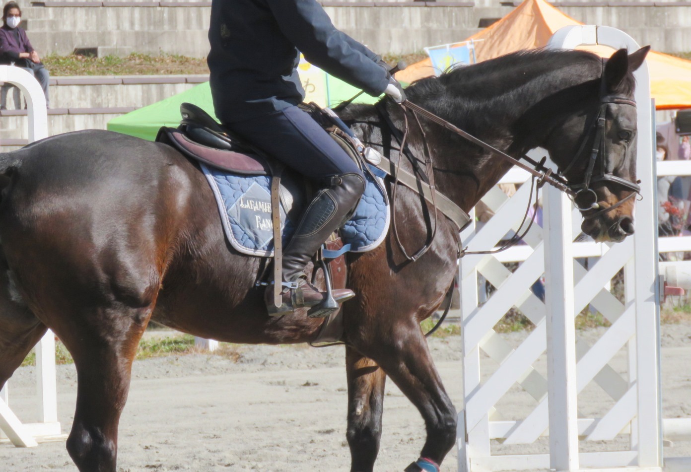 濃い毛色に光が反射して引き締まった馬体が美しく映える