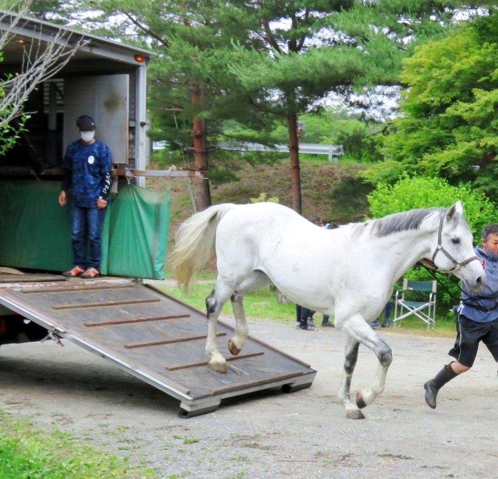 馬運車から降りてくる芦毛の馬