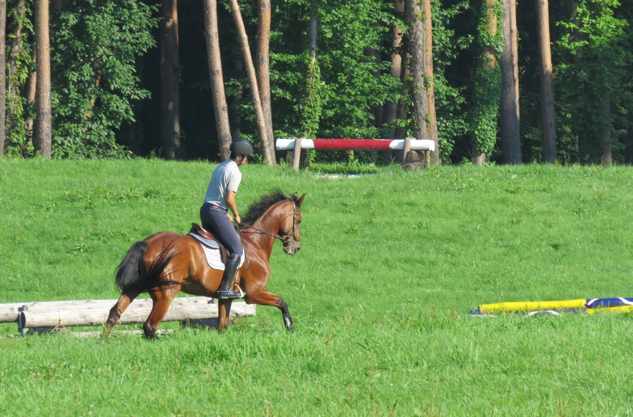 緑の牧草地でのびのびと駆け回る馬