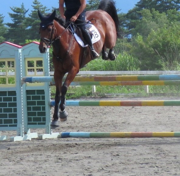 軽々と障害を飛び越える馬様子