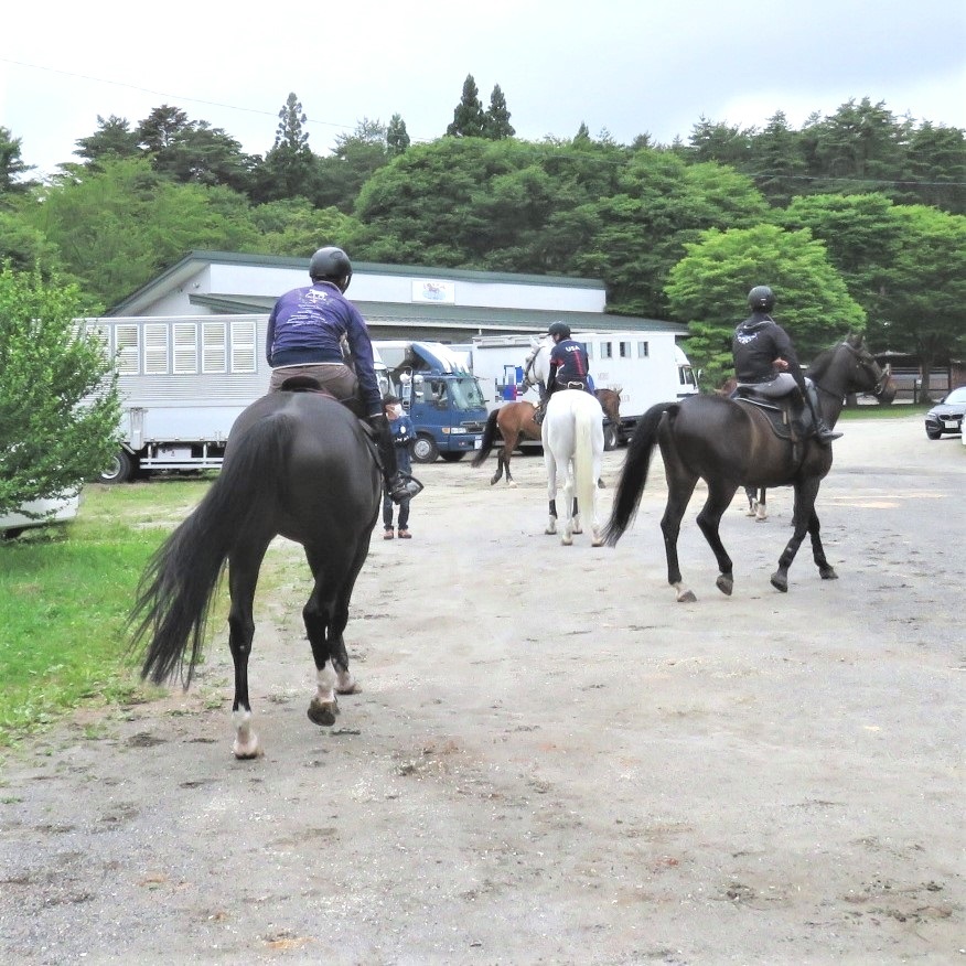 練習のため厩舎から馬場に向かう数頭の馬たち