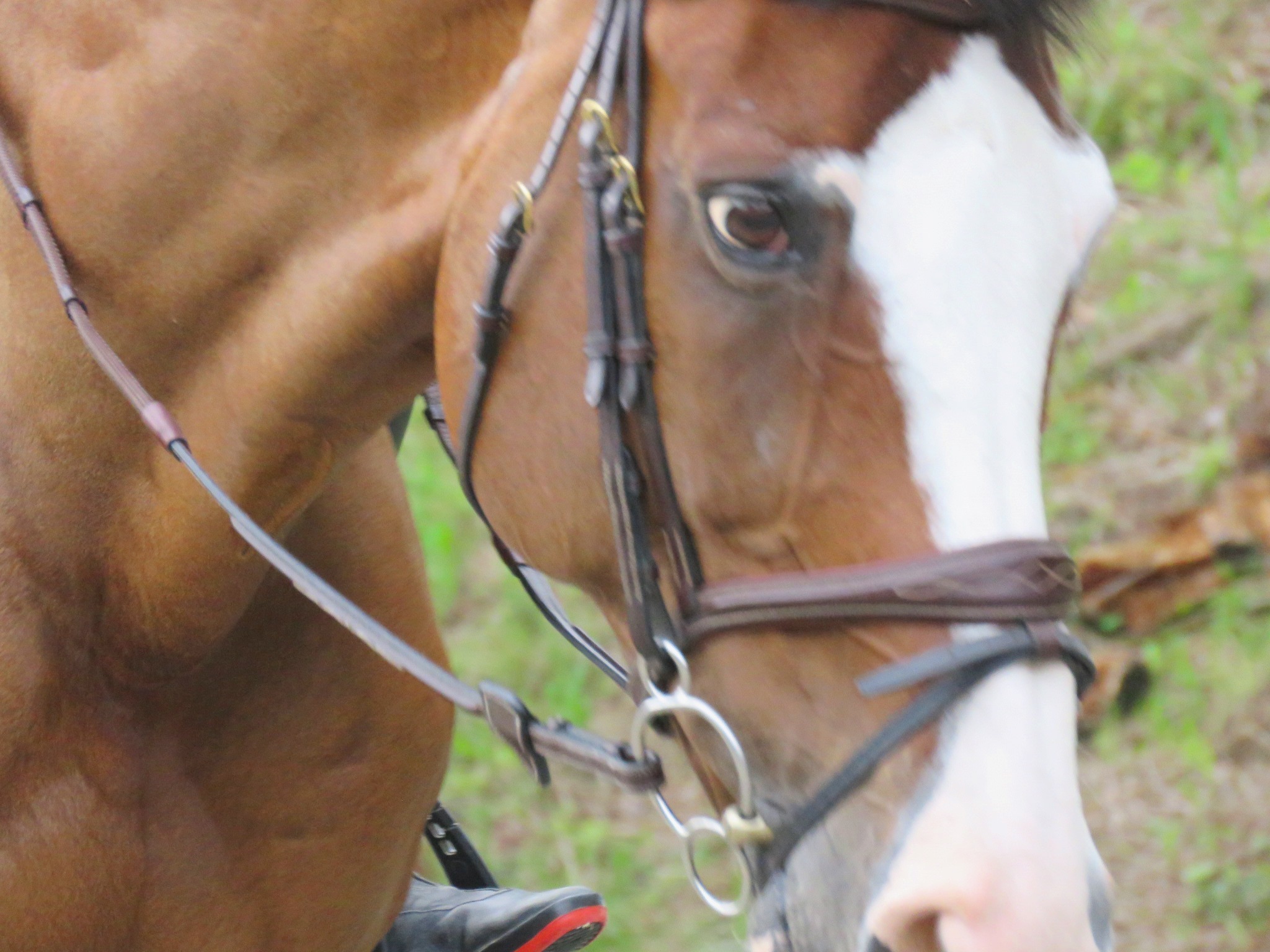 練習が終わり、意欲的な目で充足した馬の表情