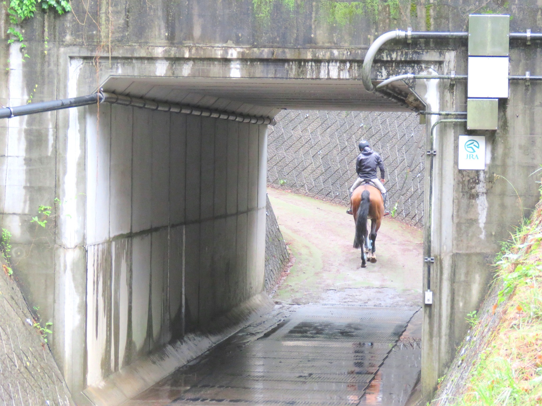 厩舎エリアから道路下の地下道を通って練習へ向かう馬