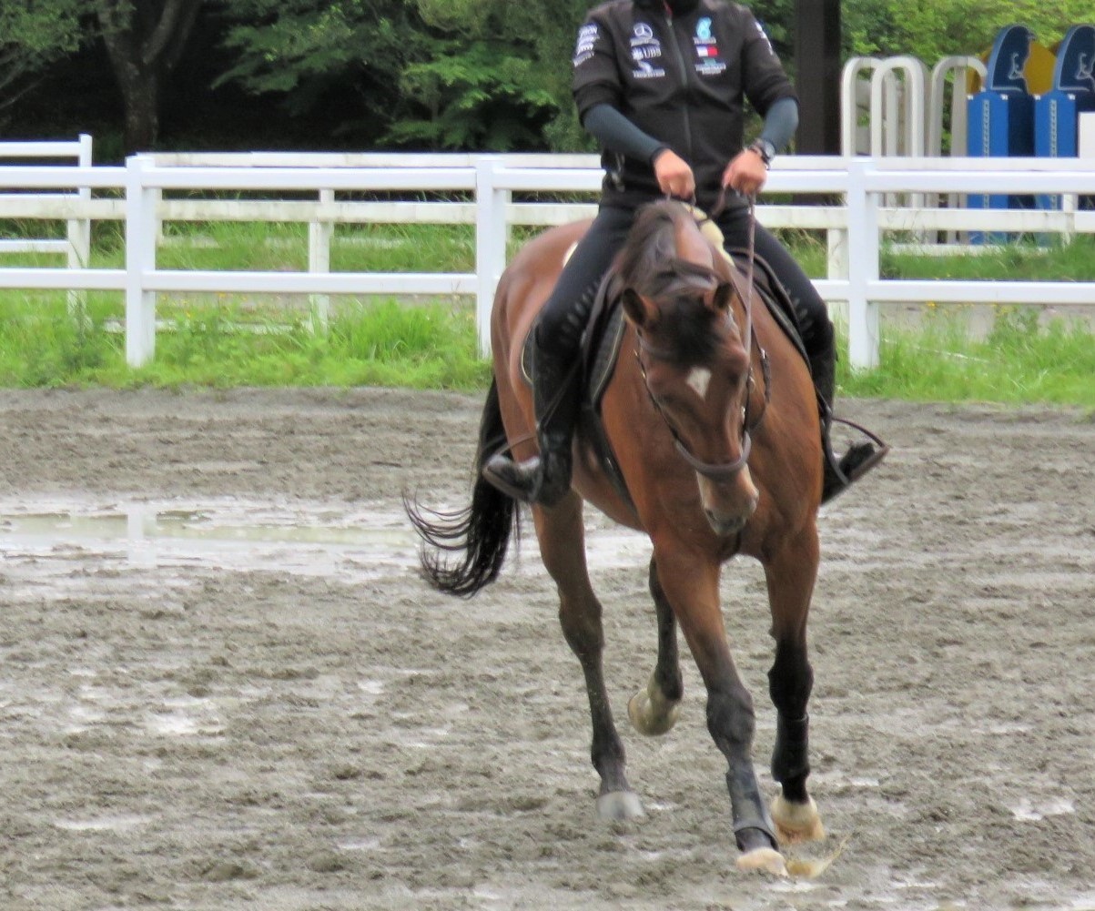 体がほぐれて顎をしっかり譲る馬