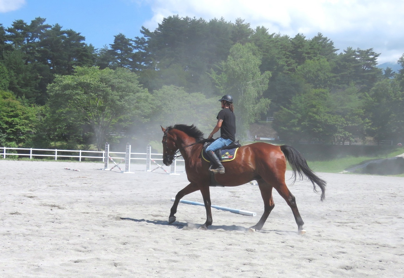 炎天下で盛り上がった筋肉が光り、つやつやして見える鹿毛の馬体