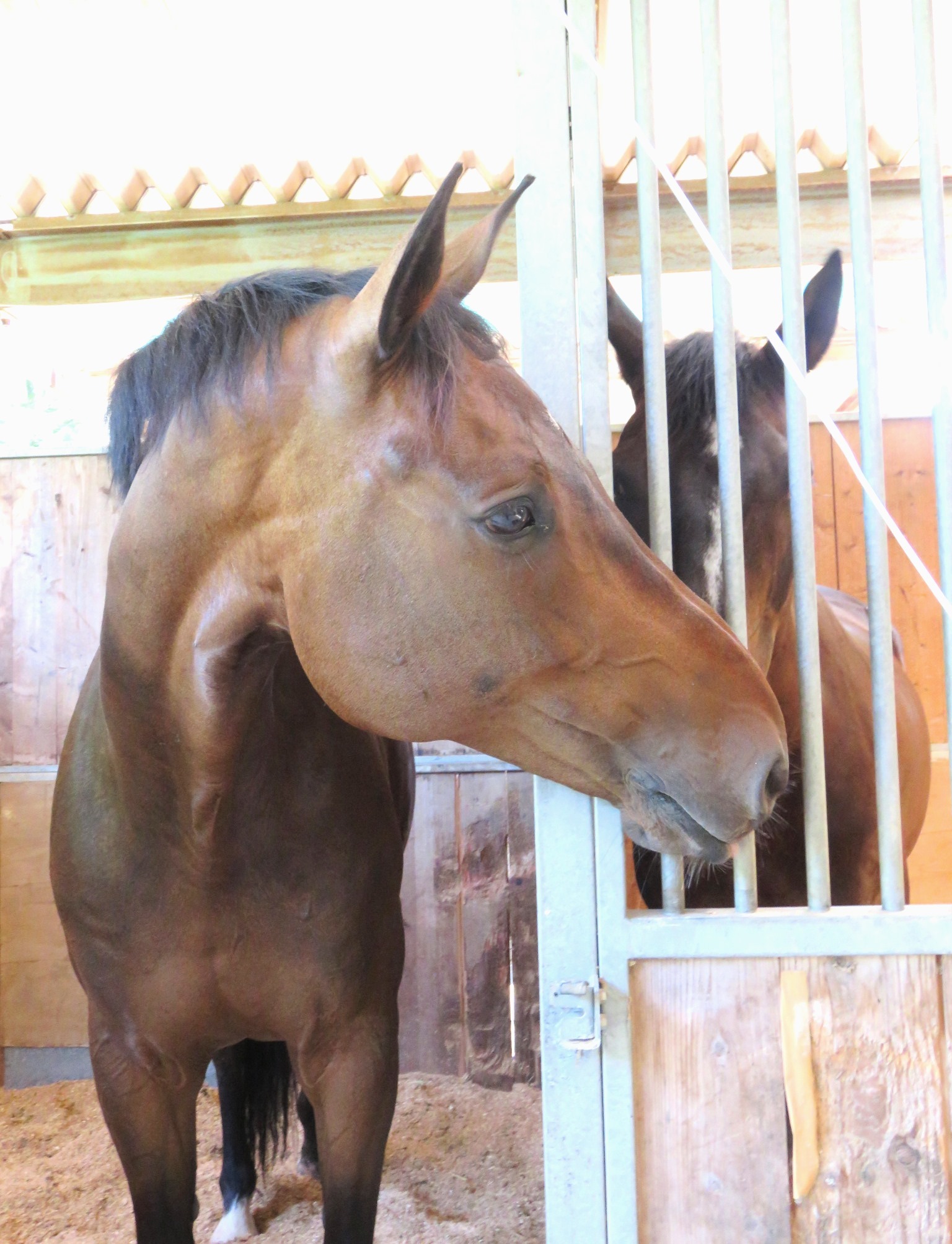 馬房のお隣さんで、顔を寄せ合う穏やかな表情の2頭の馬