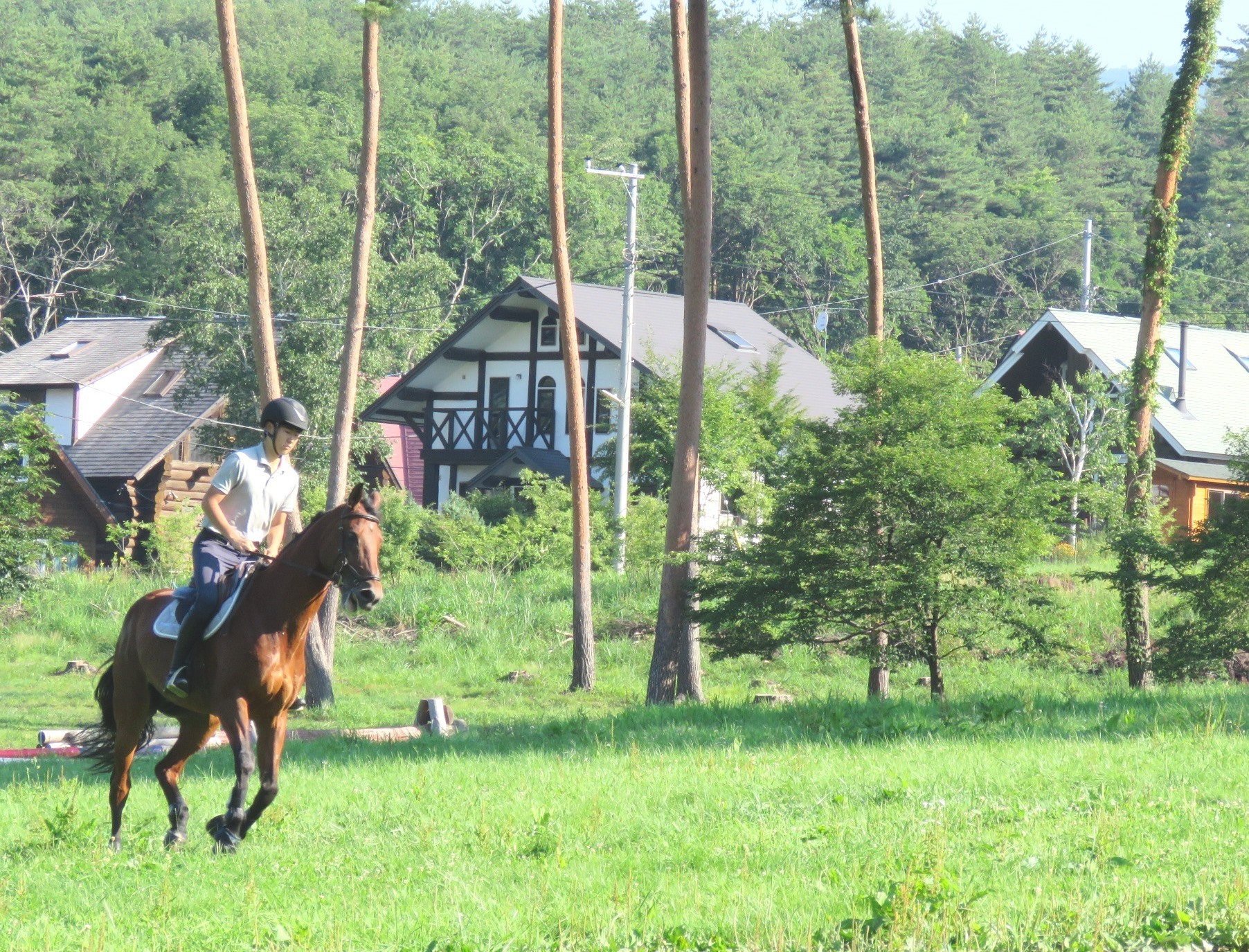 クロスカントリーコースのなだらかな坂を走る馬