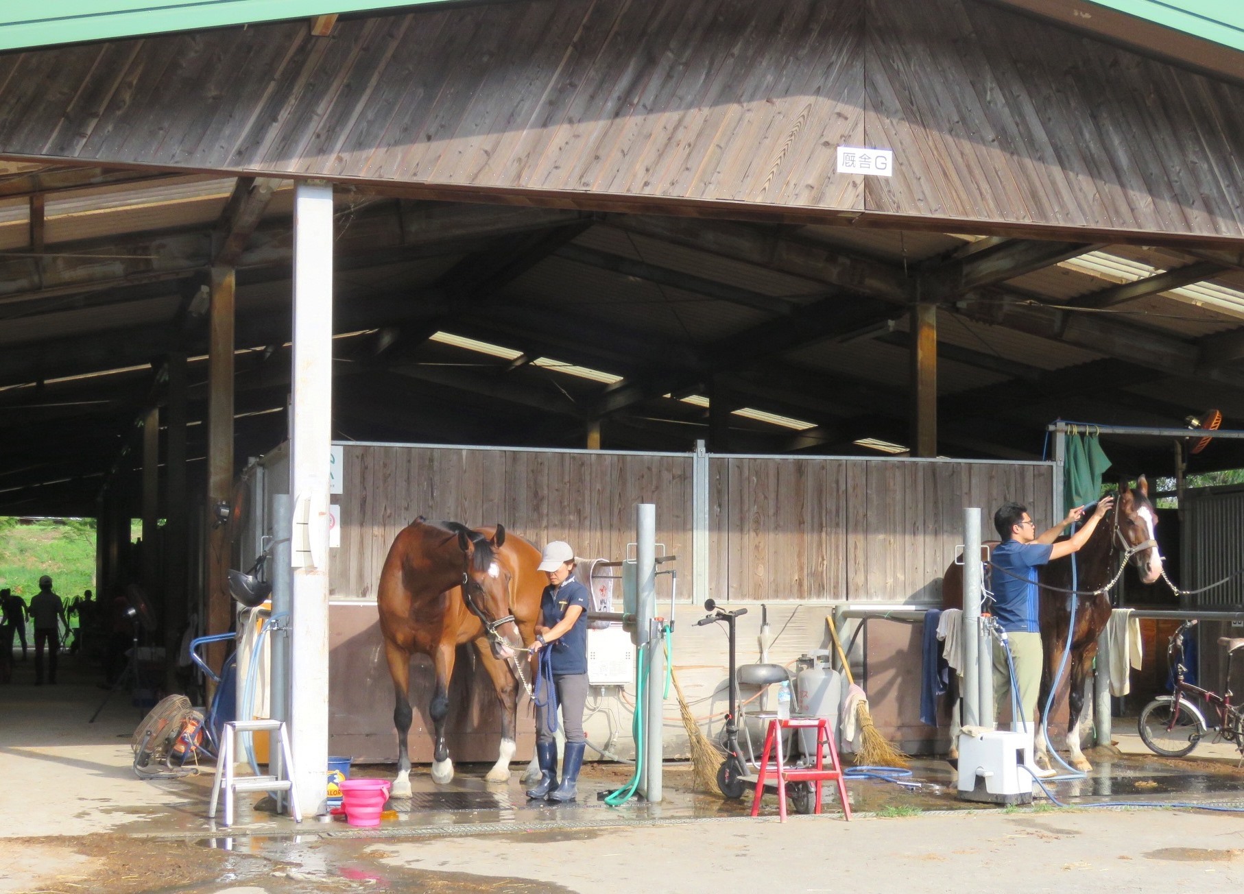 テスト走行を終え、厩舎に戻った馬たち