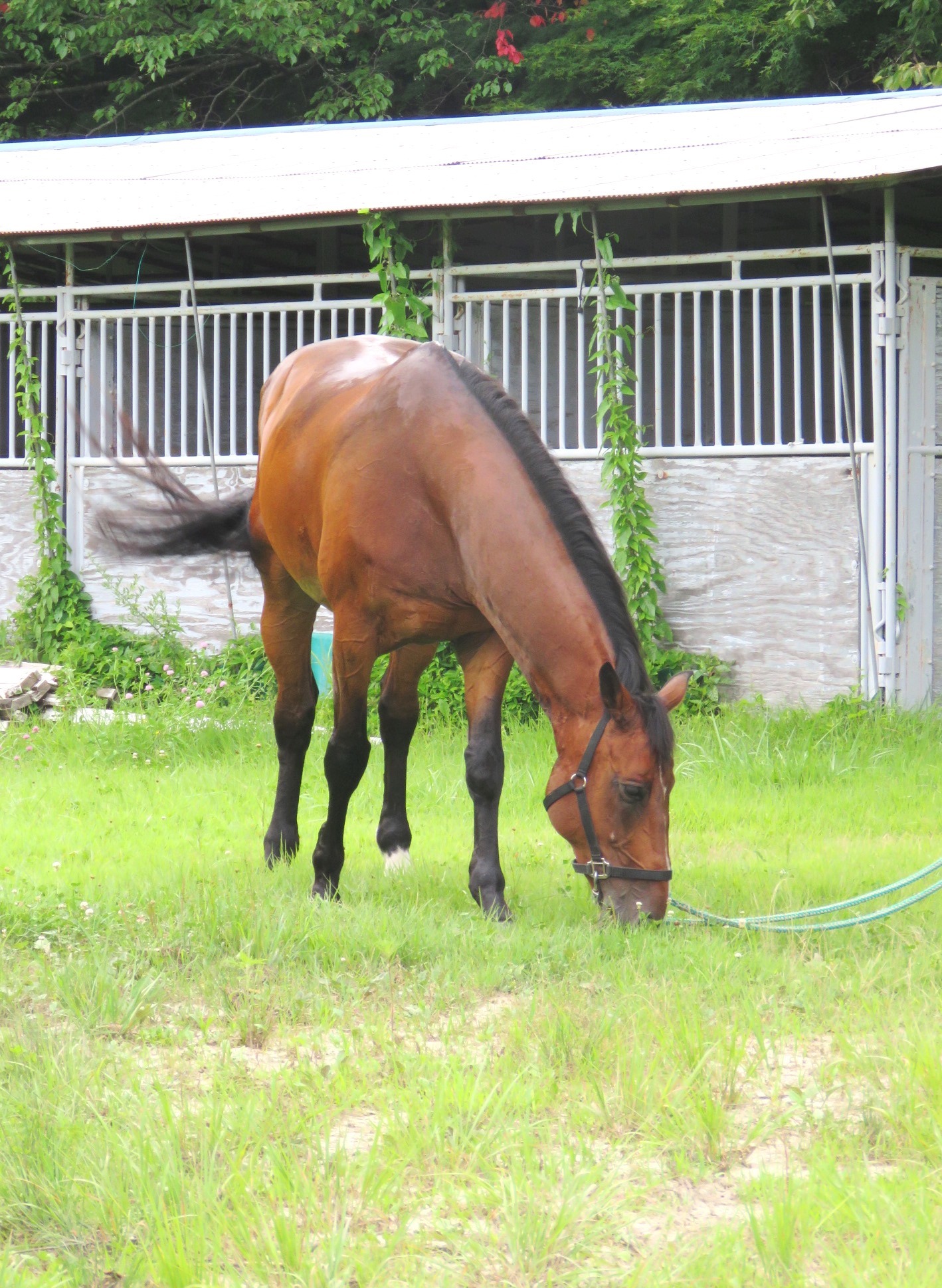 テスト走行を終え、牧草地でリラックスした様子の馬