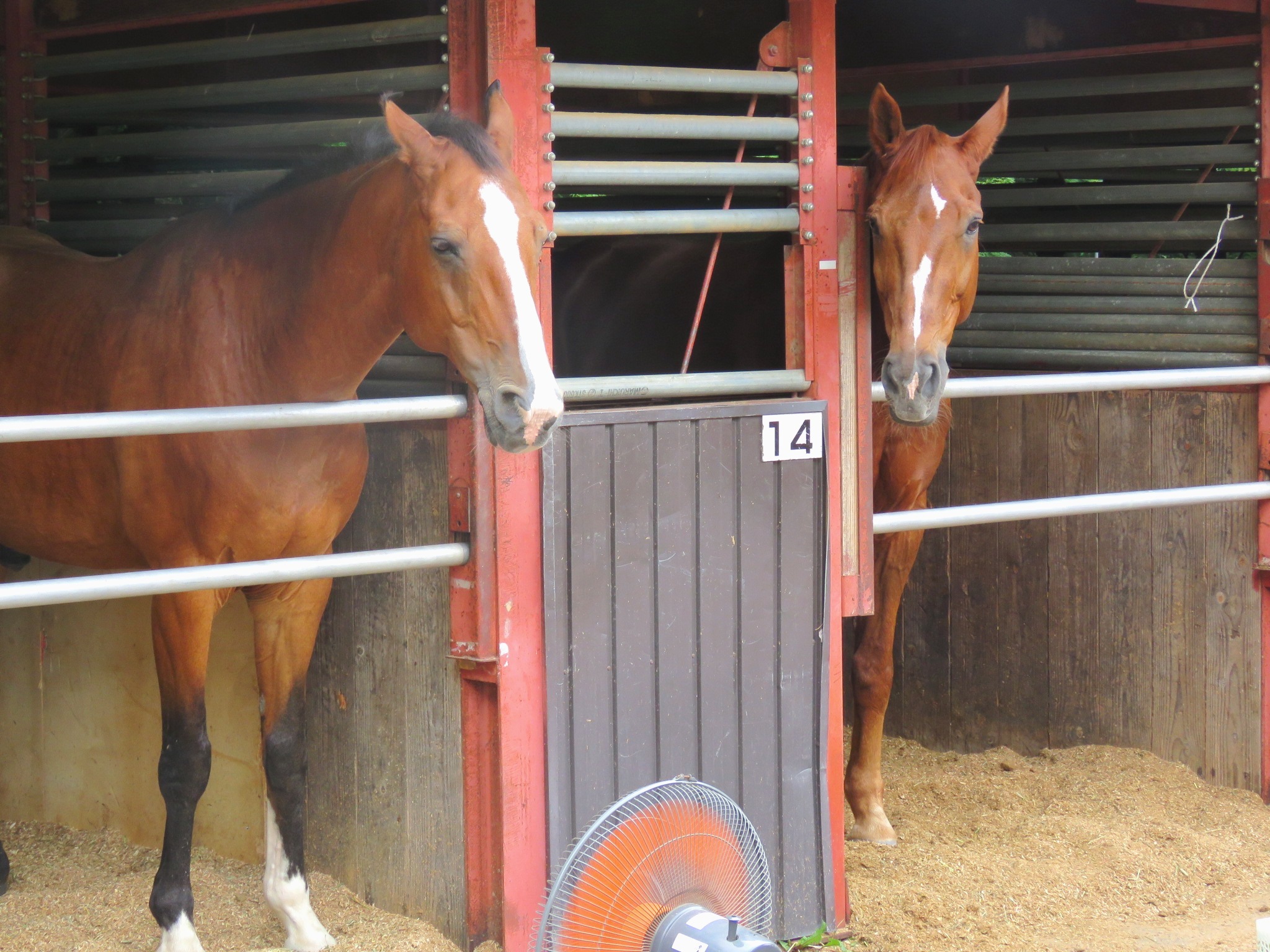 テスト走行を終え、仮の馬房で手入れを待つ鹿毛と栗毛2頭の馬