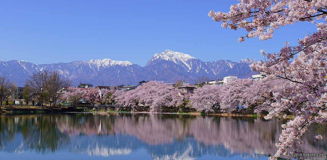 甲斐駒と牛池の桜並木