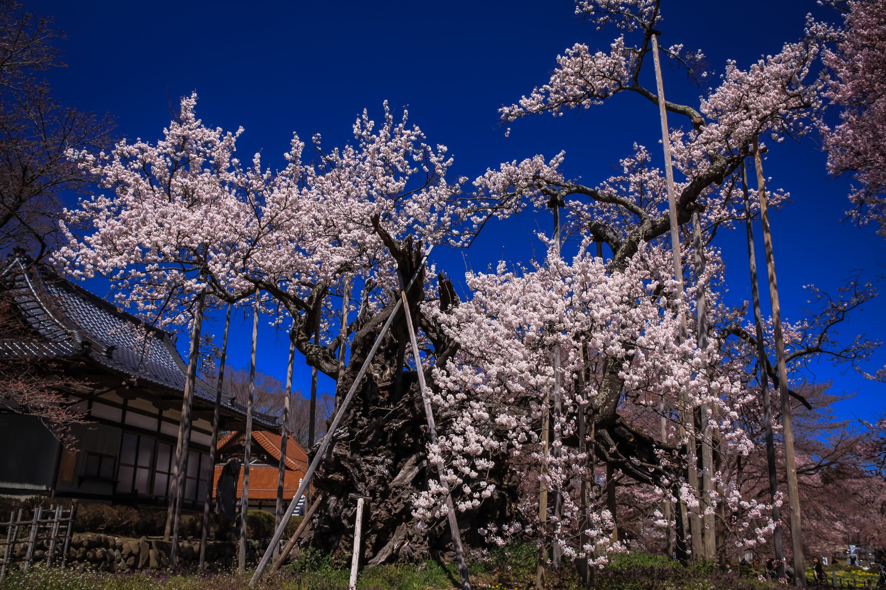 山高神代桜.jpg