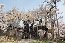 山高神代桜の写真