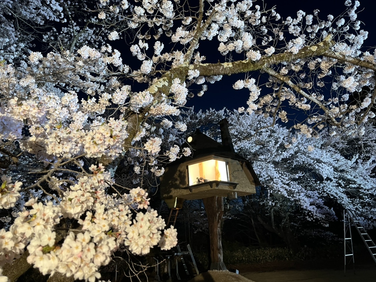 夜桜とツリーハウス