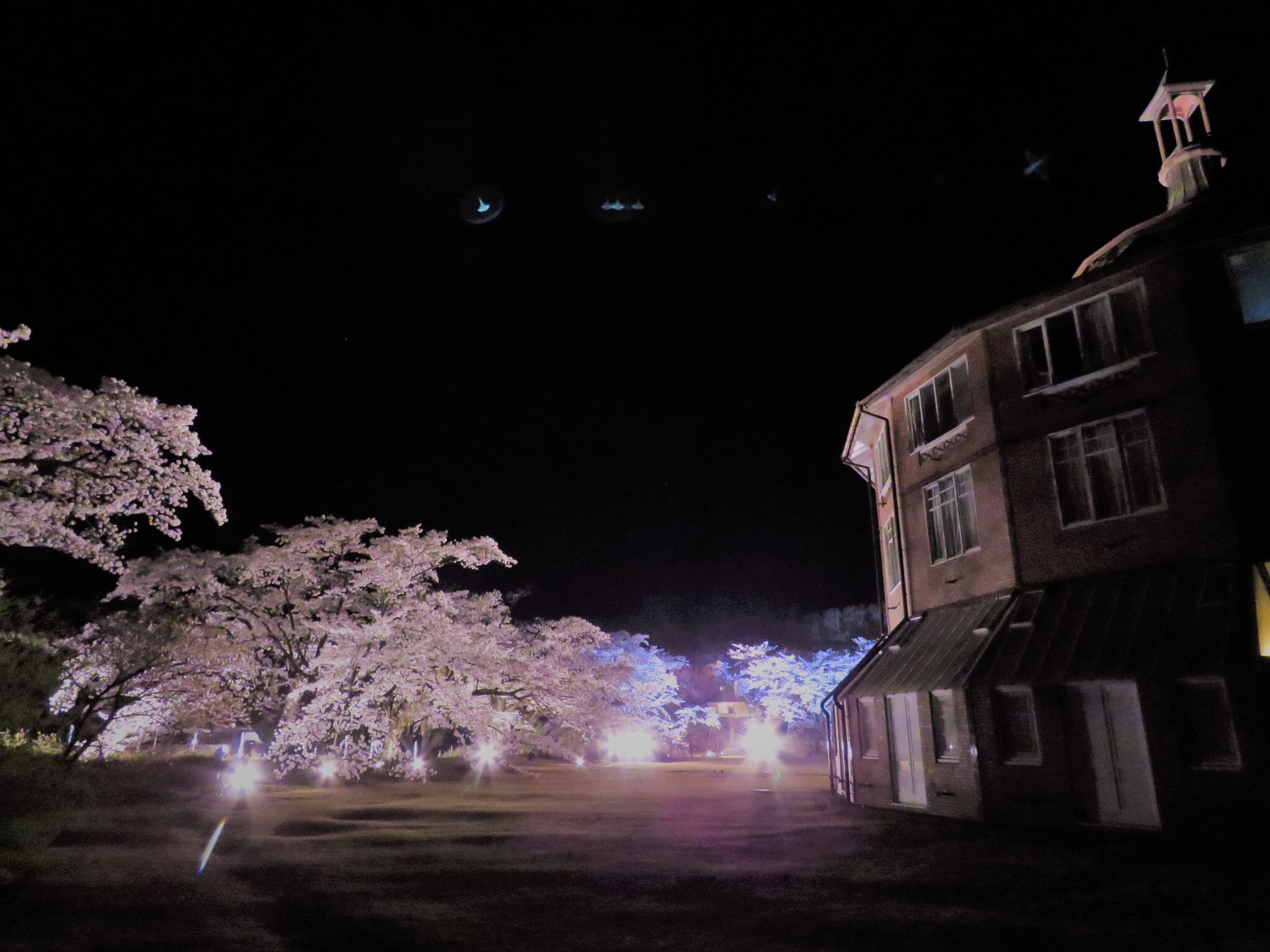 清春芸術の芝生広場に並ぶ桜と建物の一部