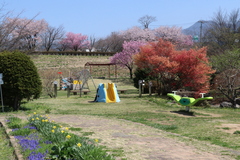 ふれあい公園1.JPG