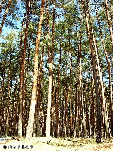 市の木赤松大画像