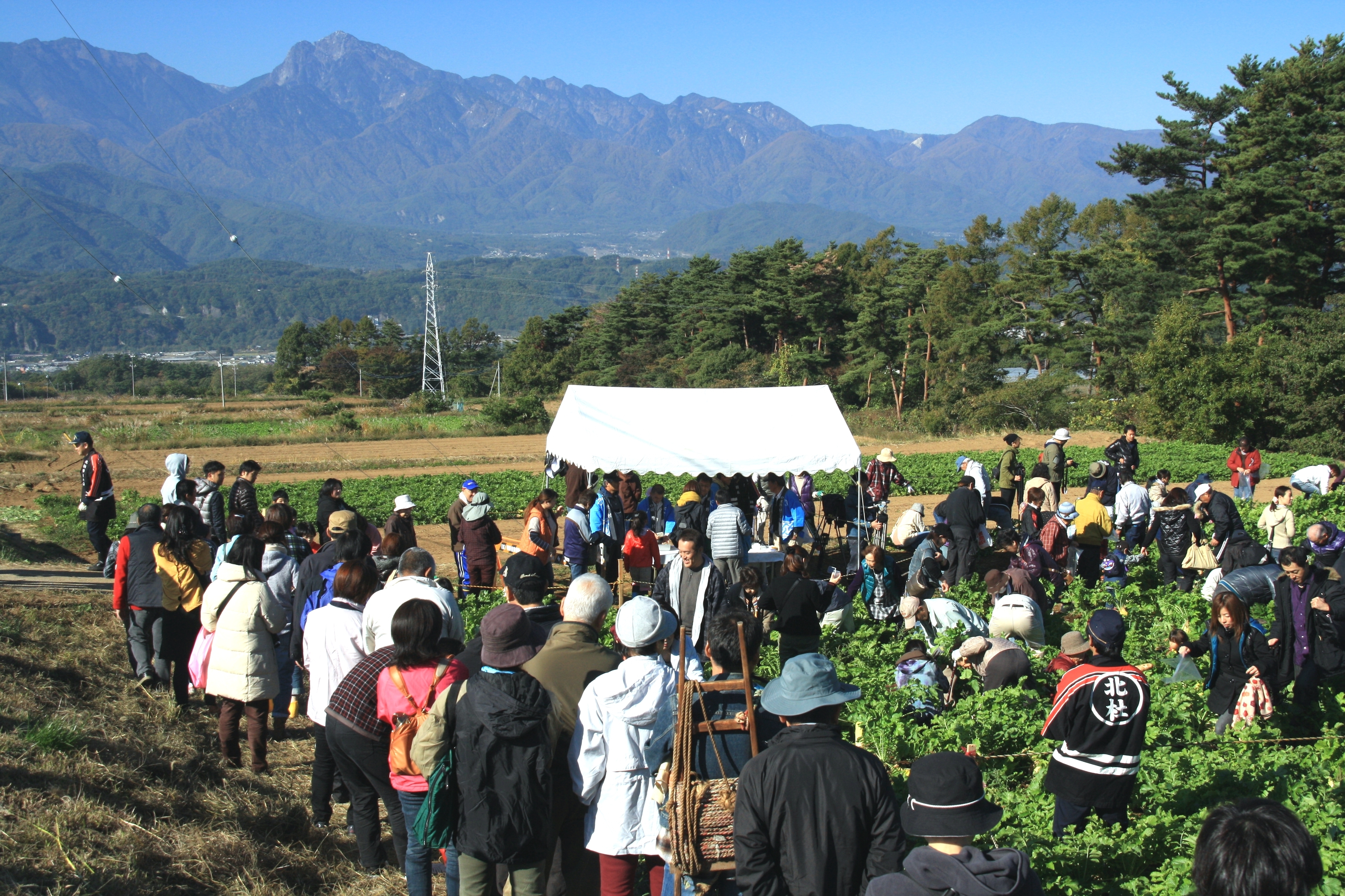 大根抜き.jpg
