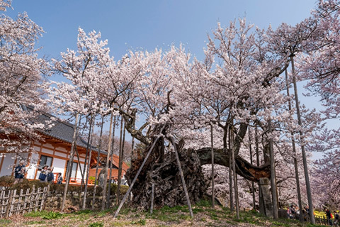 樹木・花