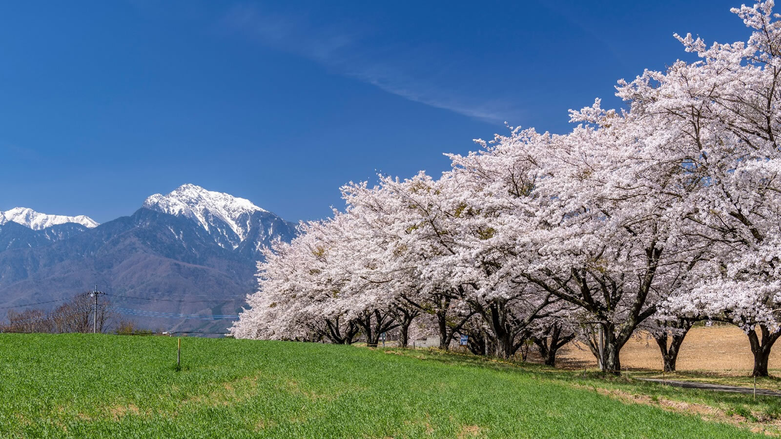 蕪の桜並木-春