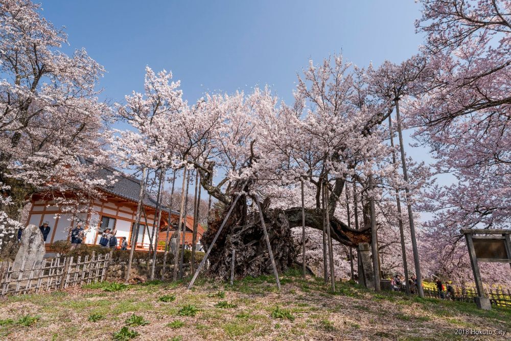 山高神代桜-01