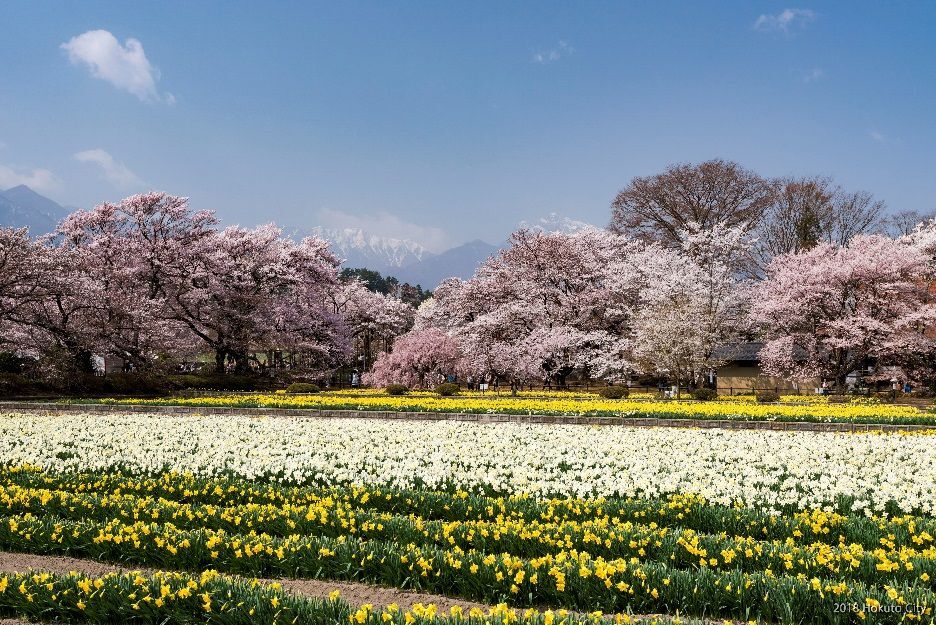 山高神代桜-02