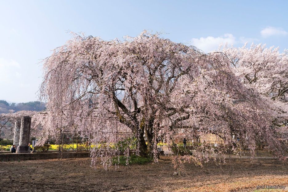 山高神代桜-03