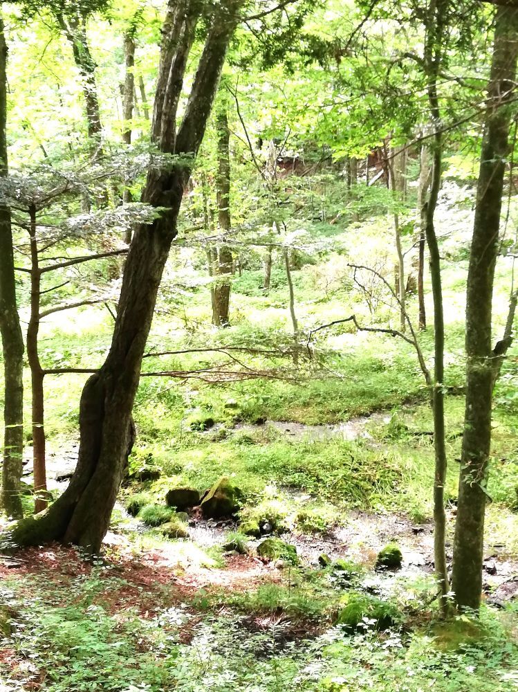 小淵沢モミの木と井詰湧水-06
