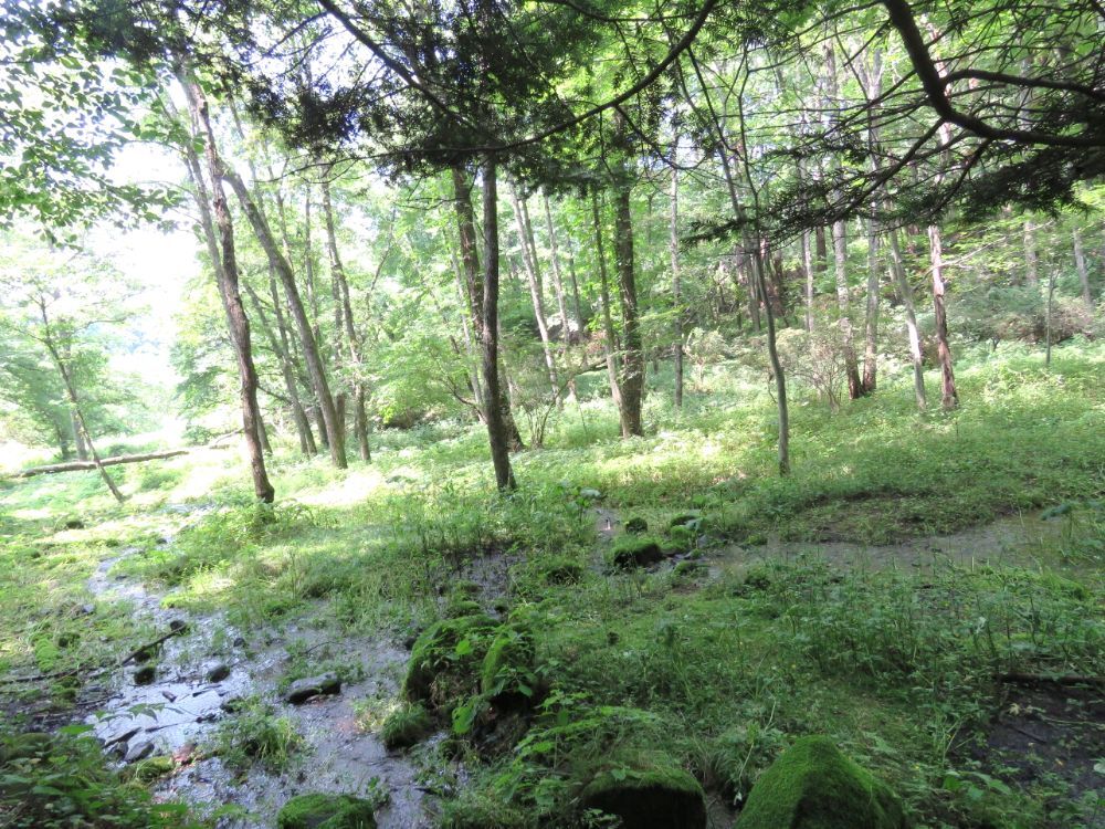 小淵沢モミの木と井詰湧水-07